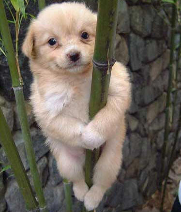 Pole Dancing Dog