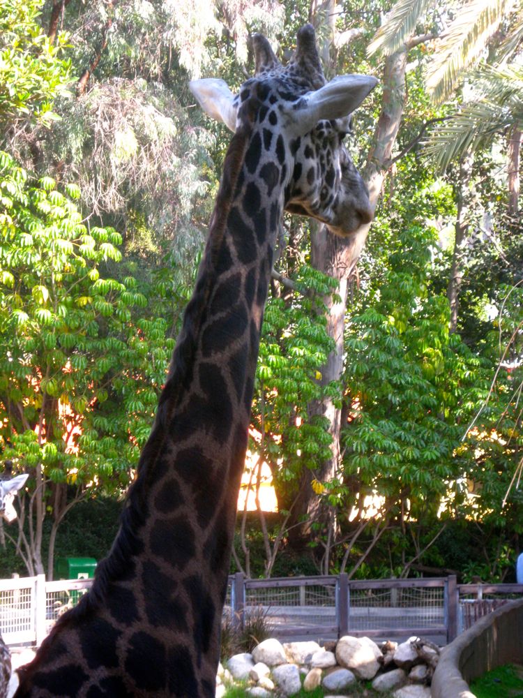 Visit to the LA Zoo Christmas 2010