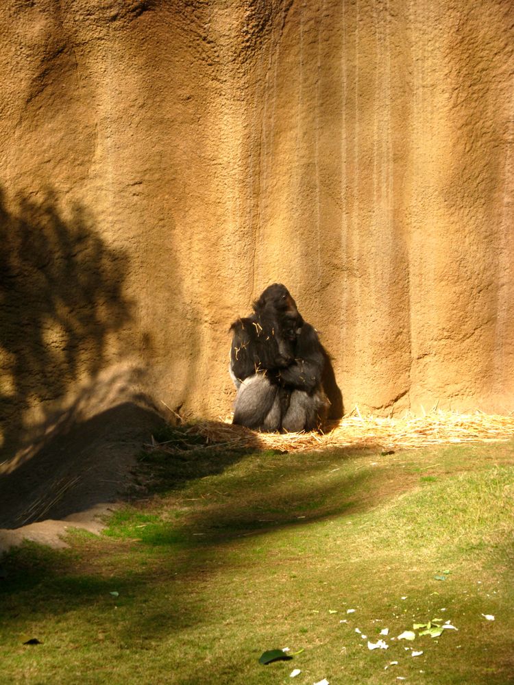 Visit to the LA Zoo Christmas 2010