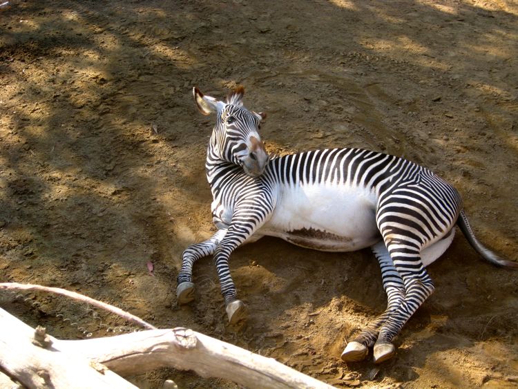 Visit to the LA Zoo Christmas 2010