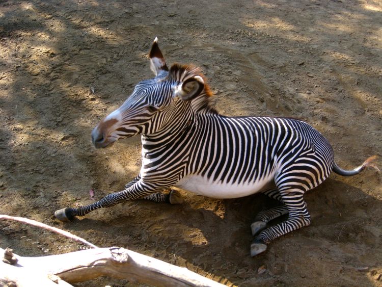 Visit to the LA Zoo Christmas 2010