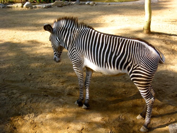 Visit to the LA Zoo Christmas 2010