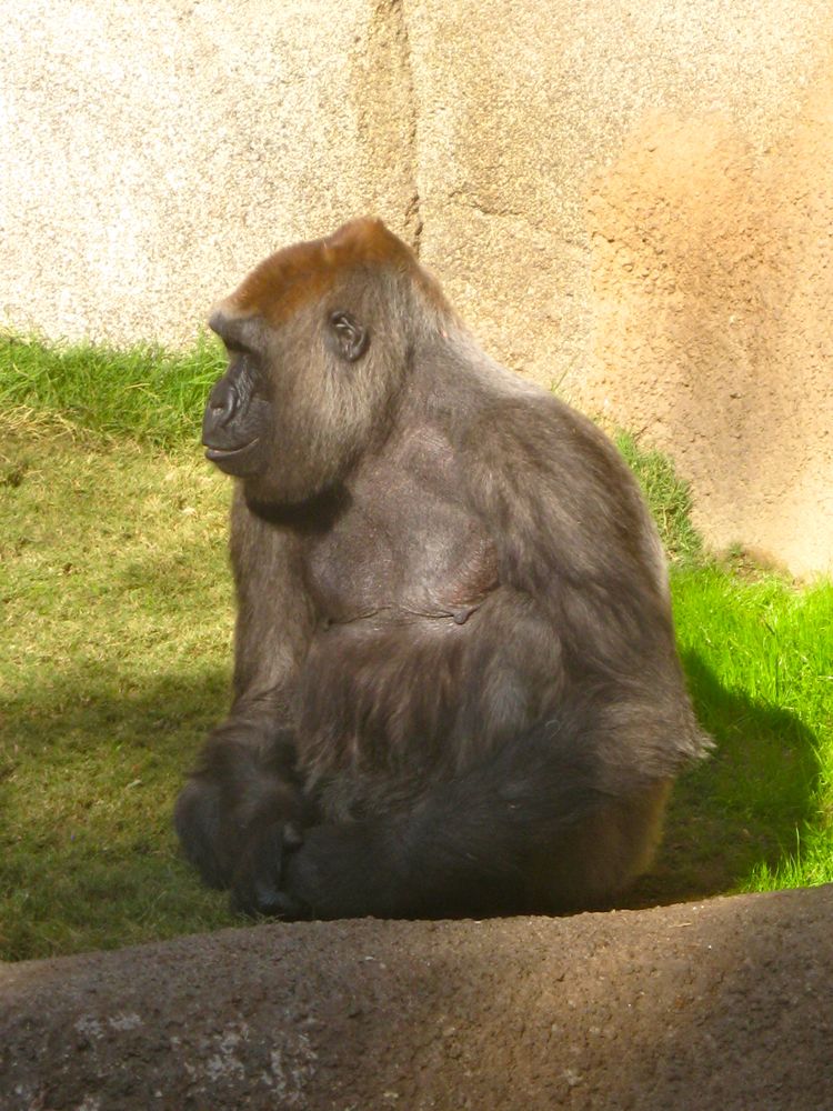 Visit to the LA Zoo Christmas 2010