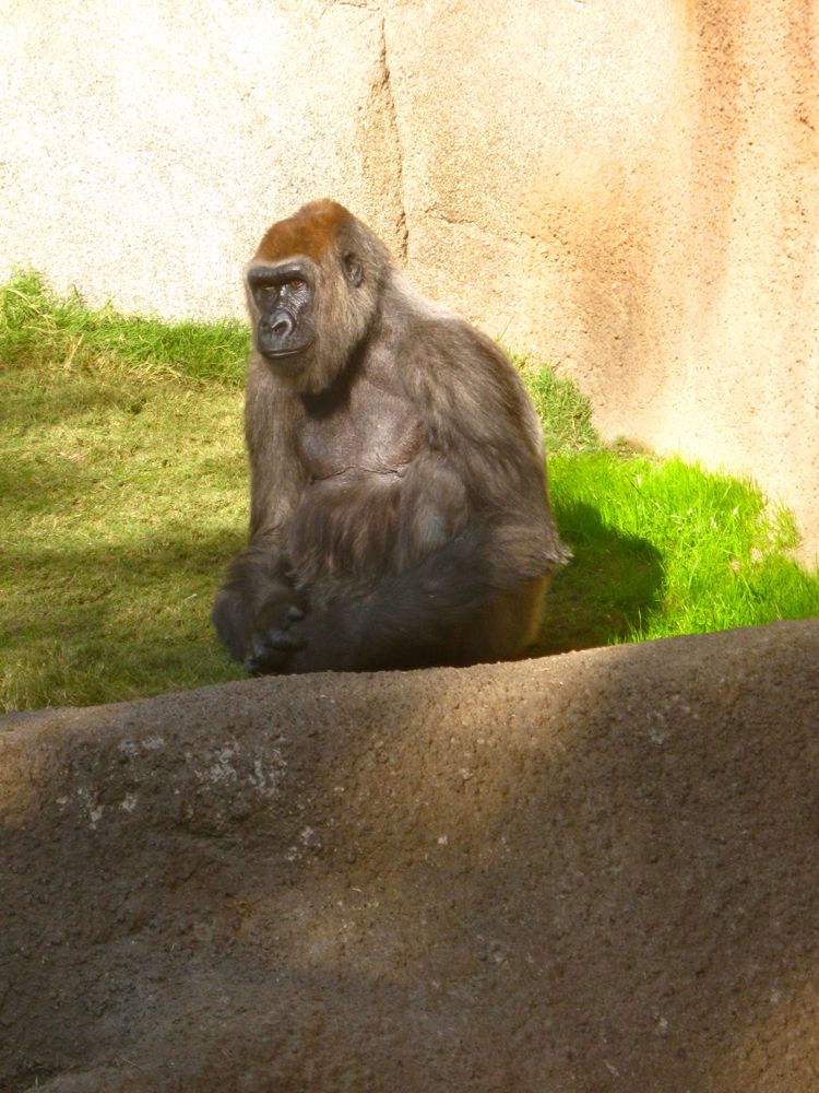 Visit to the LA Zoo Christmas 2010