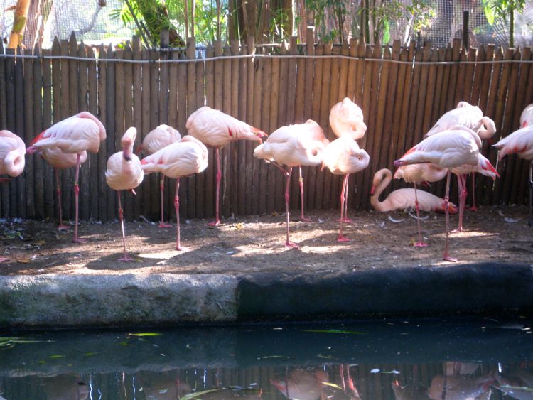 Visit to the LA Zoo Christmas 2010