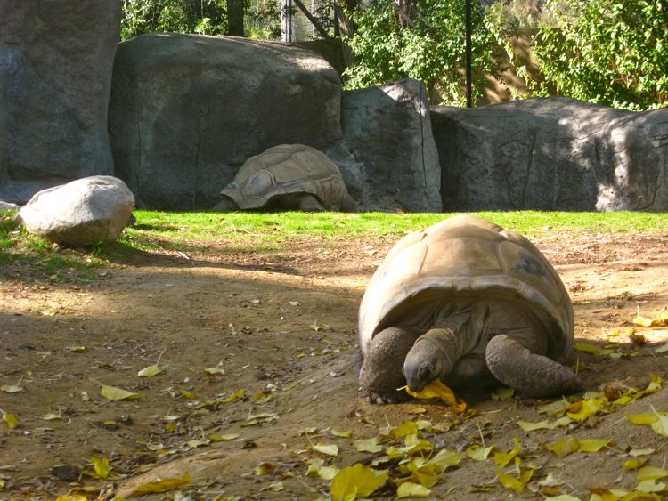 Visit to the LA Zoo Christmas 2010