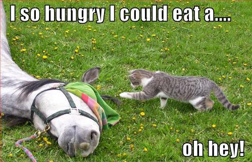 Hungry Cat