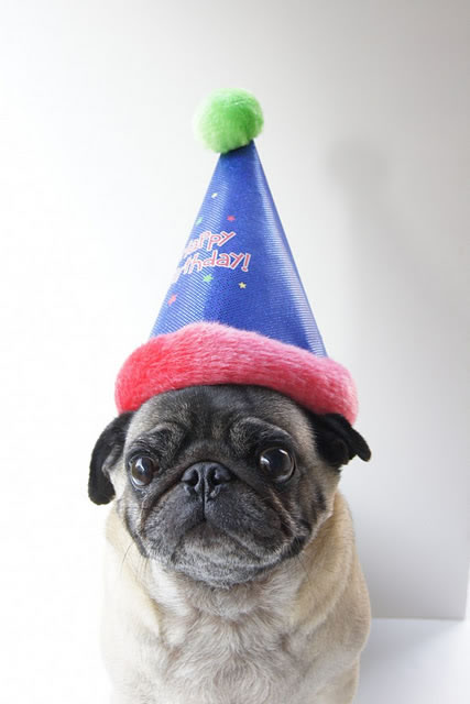 Pug Birthday