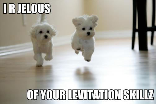 Levitating dogs...