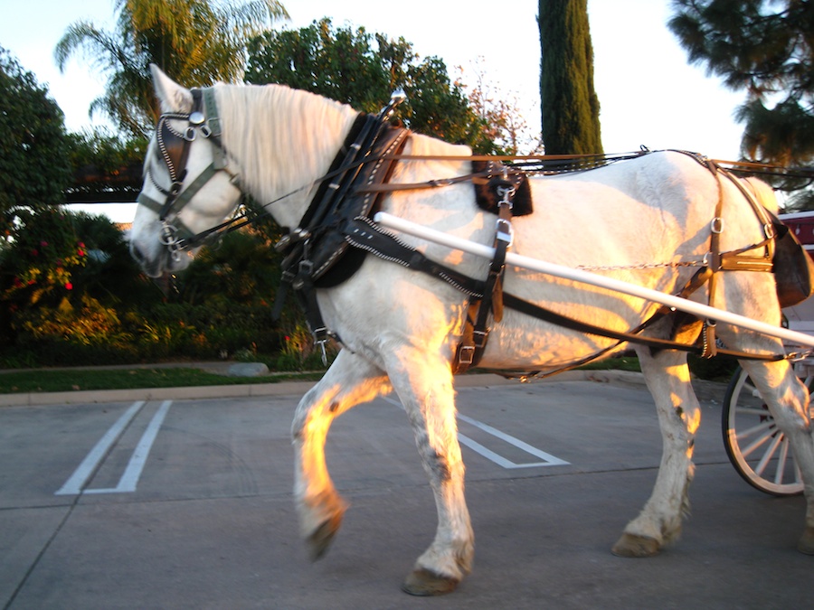 A visit to Falkner, Keyways, abd South Coast wineries in Temecula December 2012