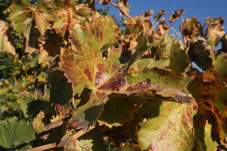 A visit to Falkner, Keyways, abd South Coast wineries in Temecula December 2012