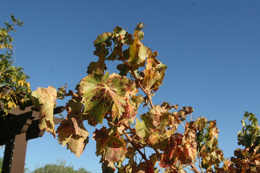 A visit to Falkner, Keyways, abd South Coast wineries in Temecula December 2012