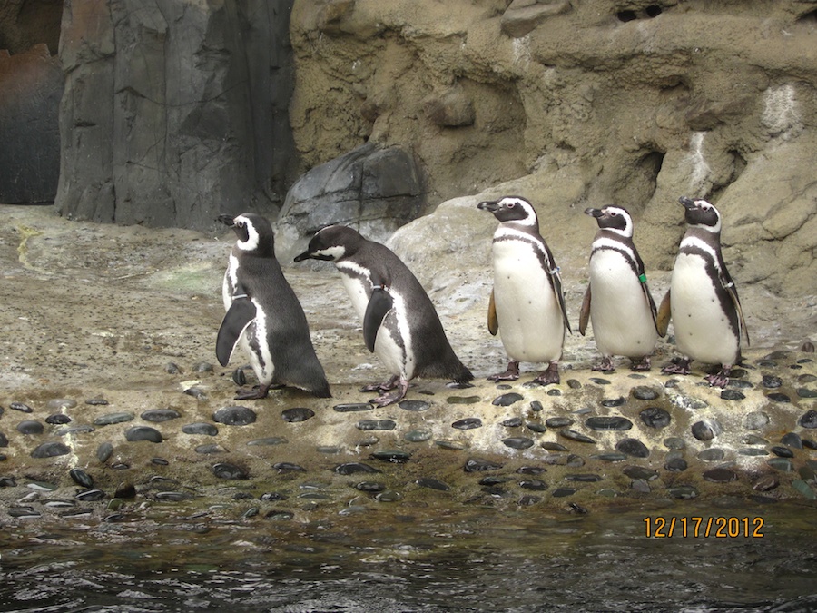 Aquarium of the Pacific December 2012