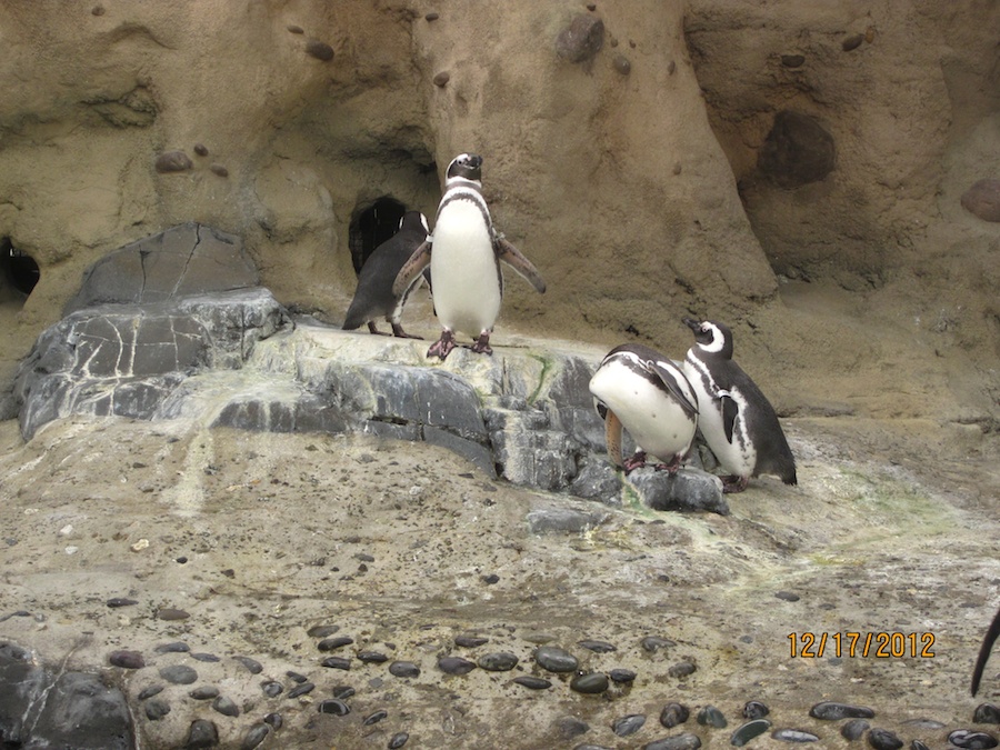 Aquarium of the Pacific December 2012