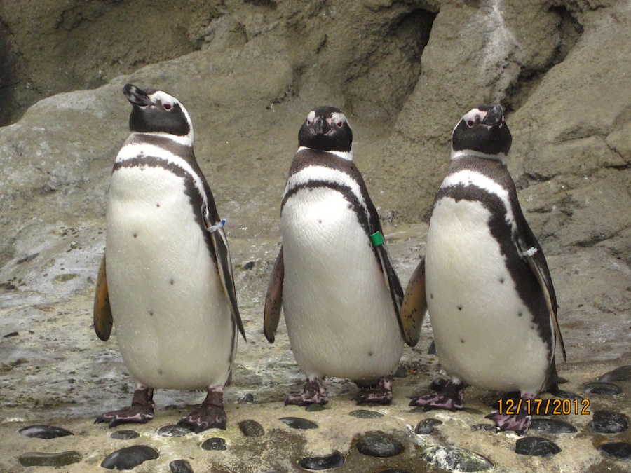 Aquarium of the Pacific December 2012