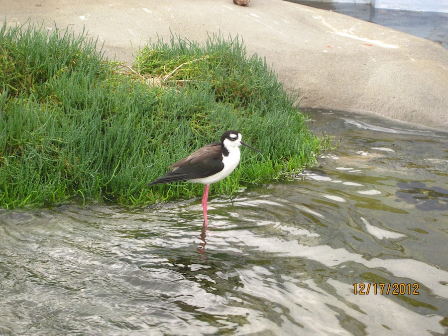 Aquarium of the Pacific December 2012