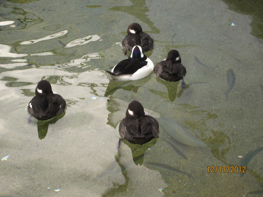 Aquarium of the Pacific December 2012