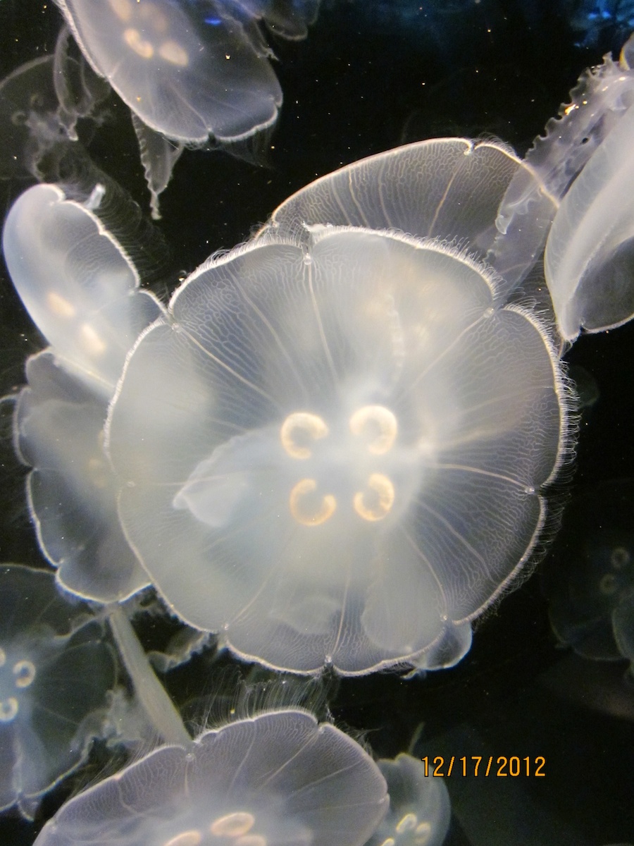 Aquarium of the Pacific December 2012