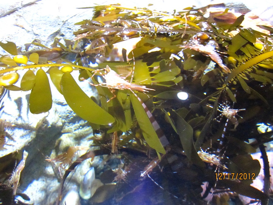 Aquarium of the Pacific December 2012