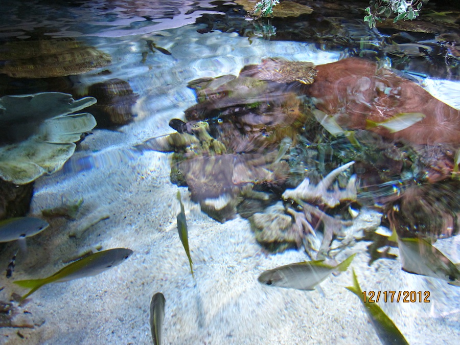 Aquarium of the Pacific December 2012