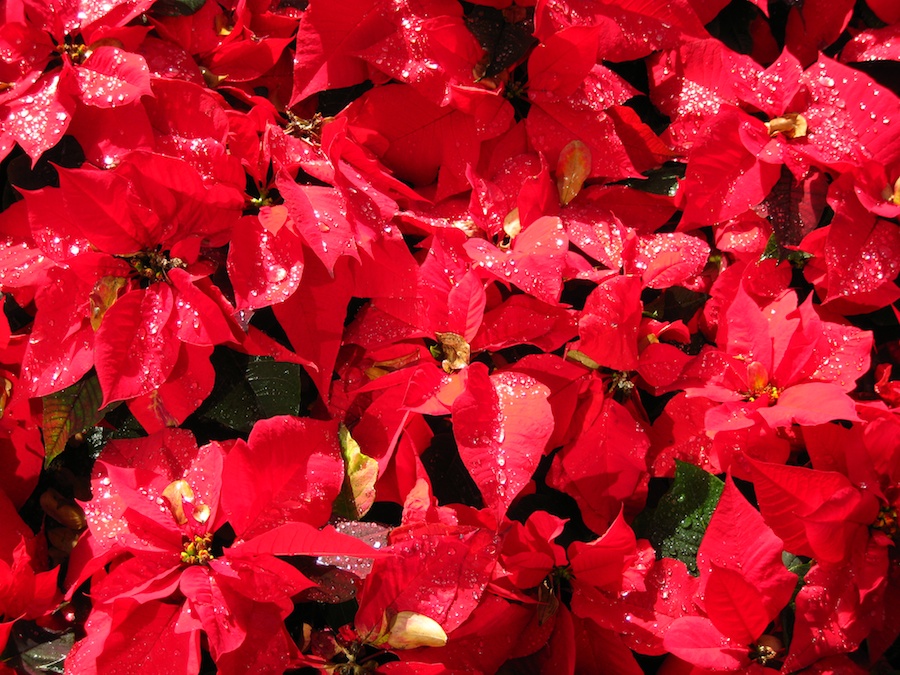 The Disneyland Christmas Eve  Tour 2012