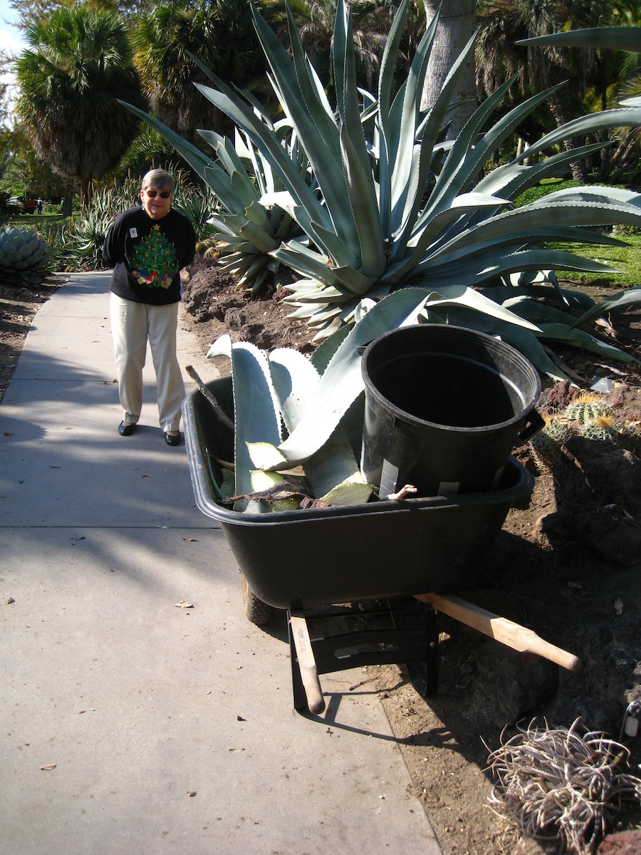 Huntington Library * Gardens visit December 2013