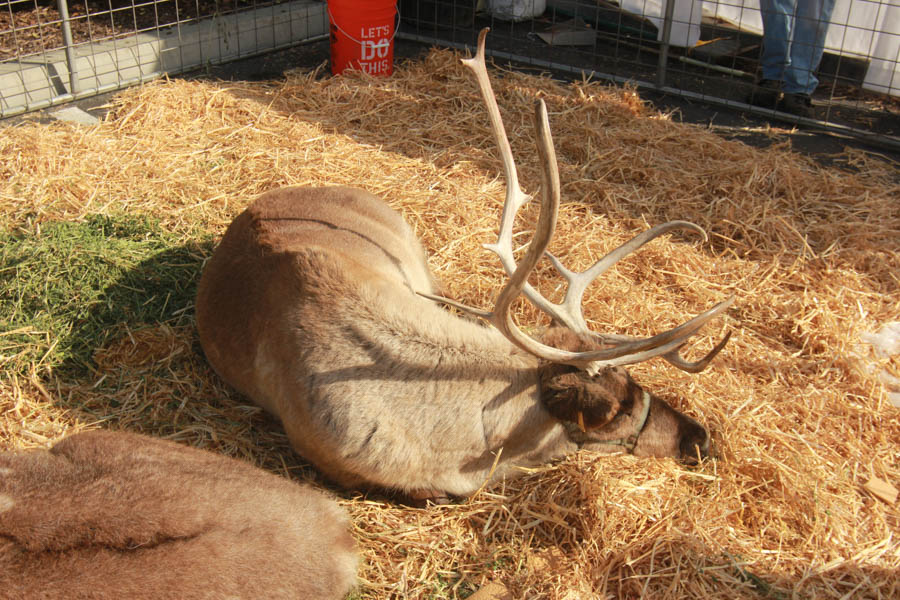 Santa Brunch 2014 with the Vallari's at Old Ranch