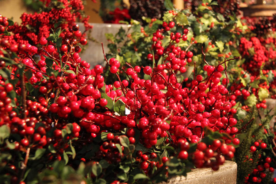 Rogers Gardens Christmas 2017
