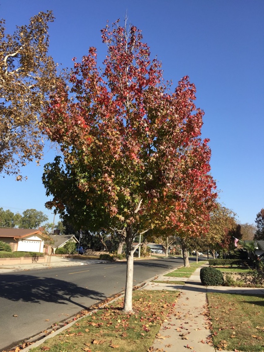 Walking in a Winter Wonderland December 2017