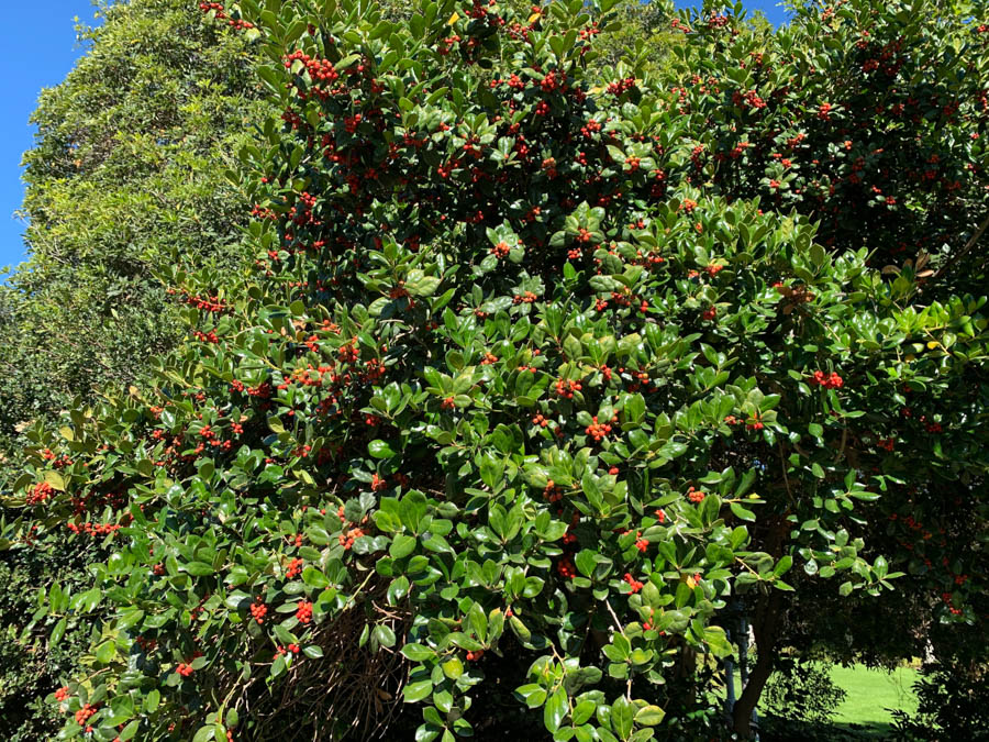 Huntington Library And Gardens 12/13/2018 With Brain And Jan Finch