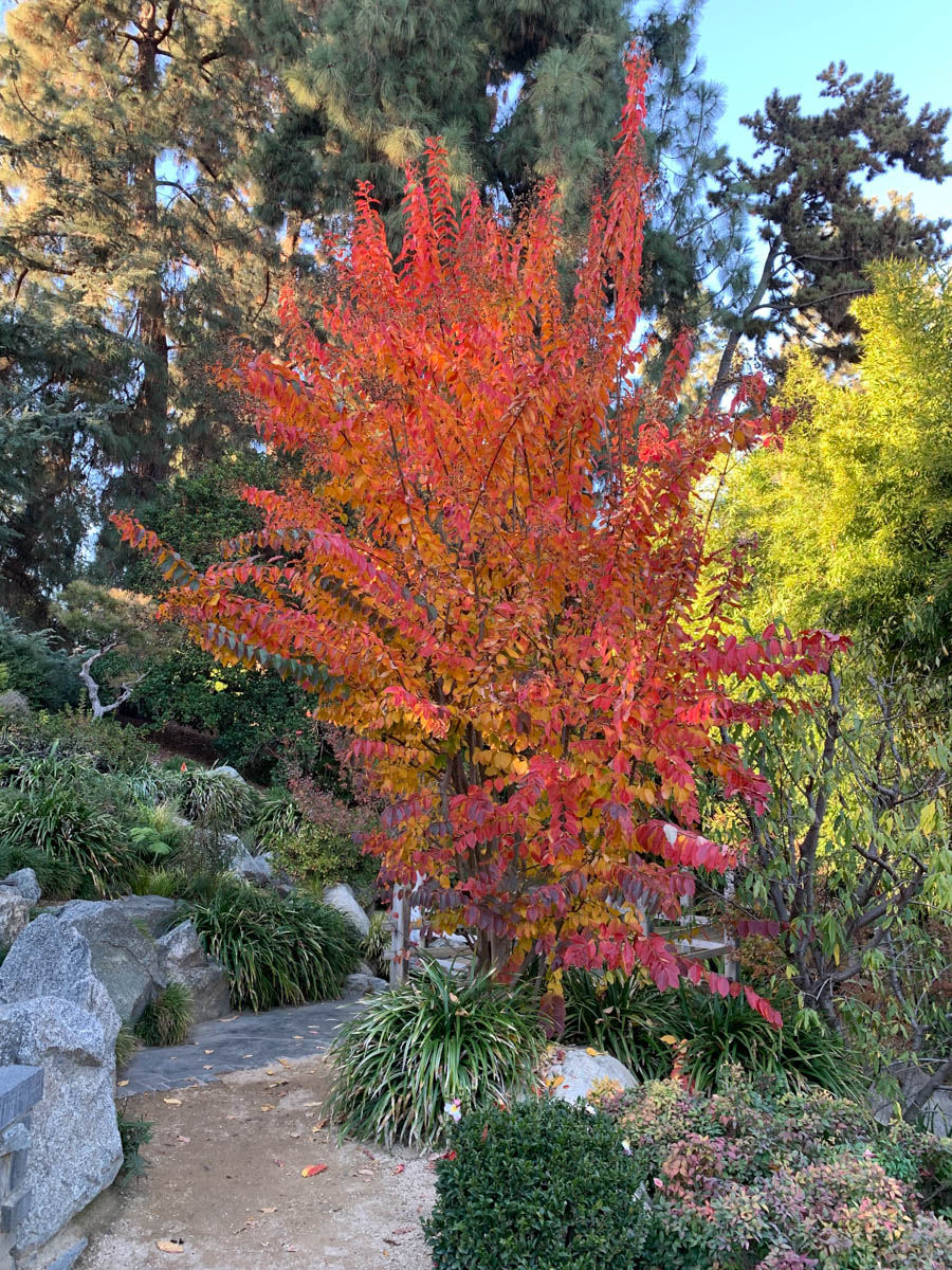 Huntington Library And Gardens 12/13/2018 With Brain And Jan Finch