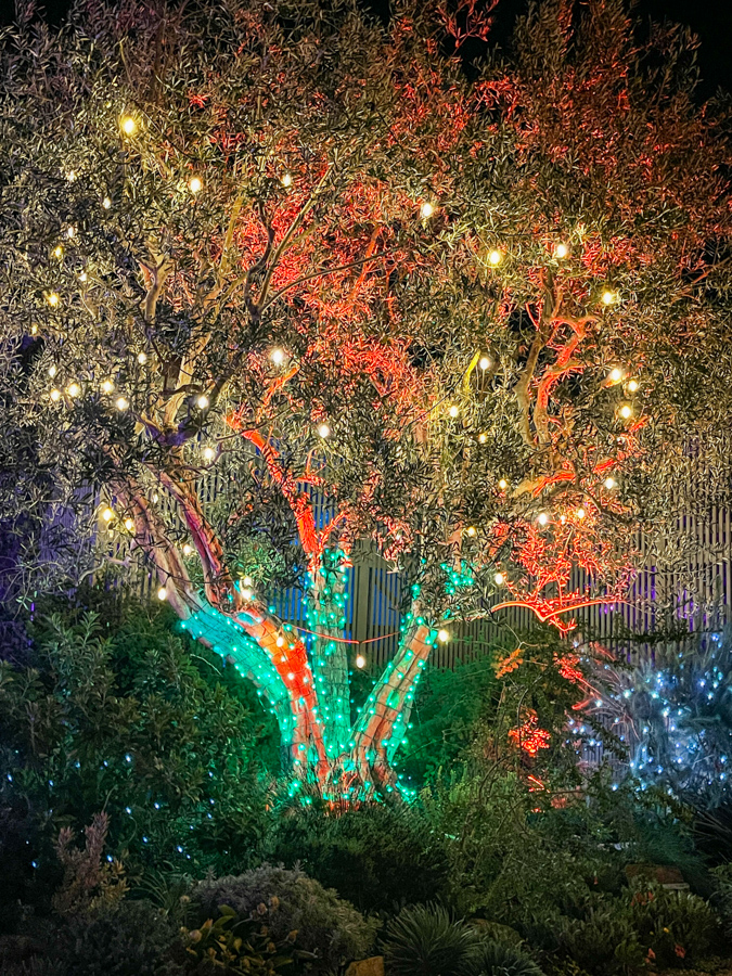 Cheistmas 2021 Night Of 10,000 Lights Sherman Gardens