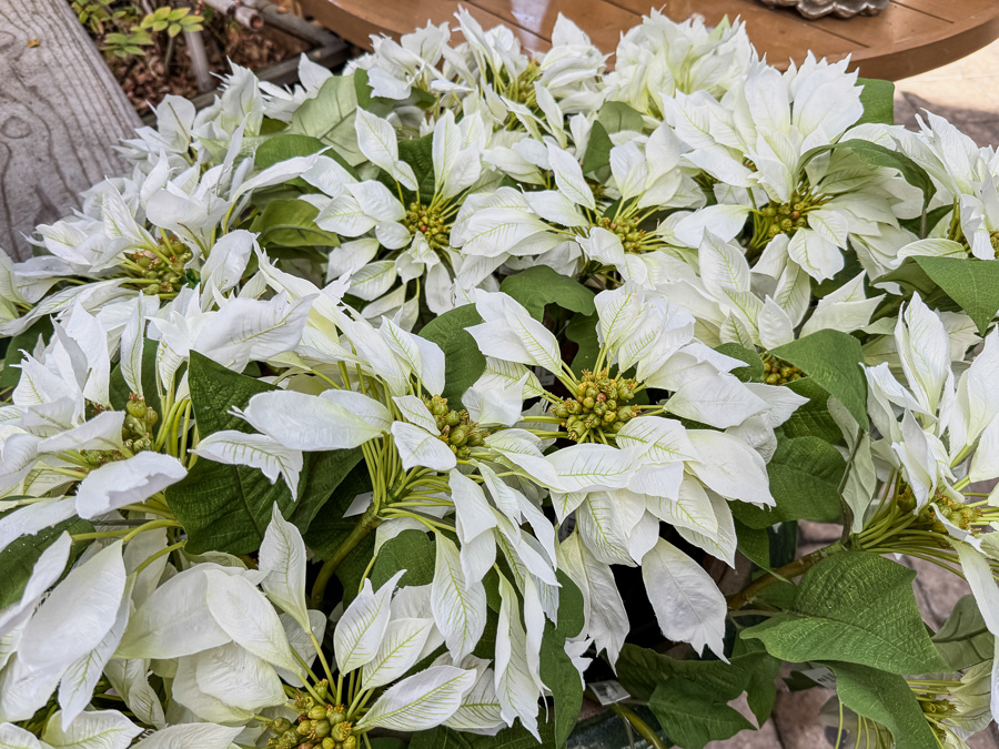 2025-12-19 Christmas Trip To Roger's