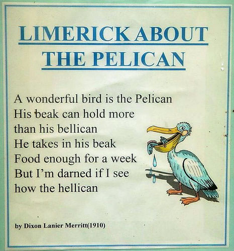 Pelican Limerick