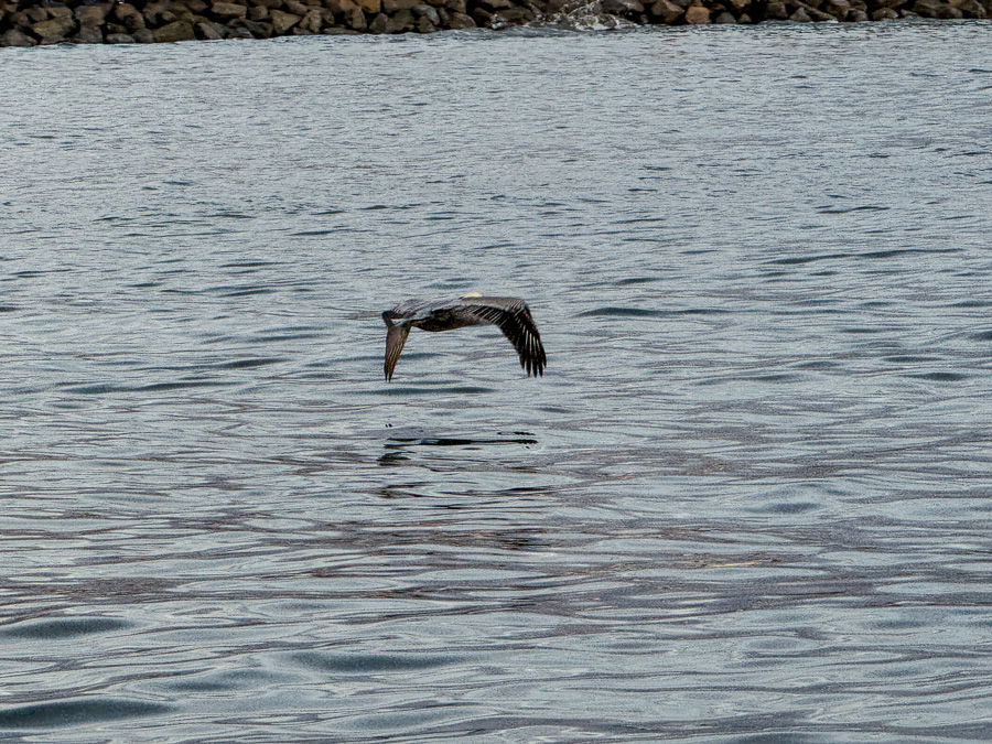 2026-01-01 Balboa With The Duda's