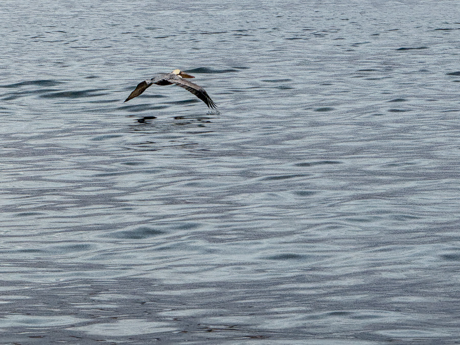 2026-01-01 Balboa With The Duda's