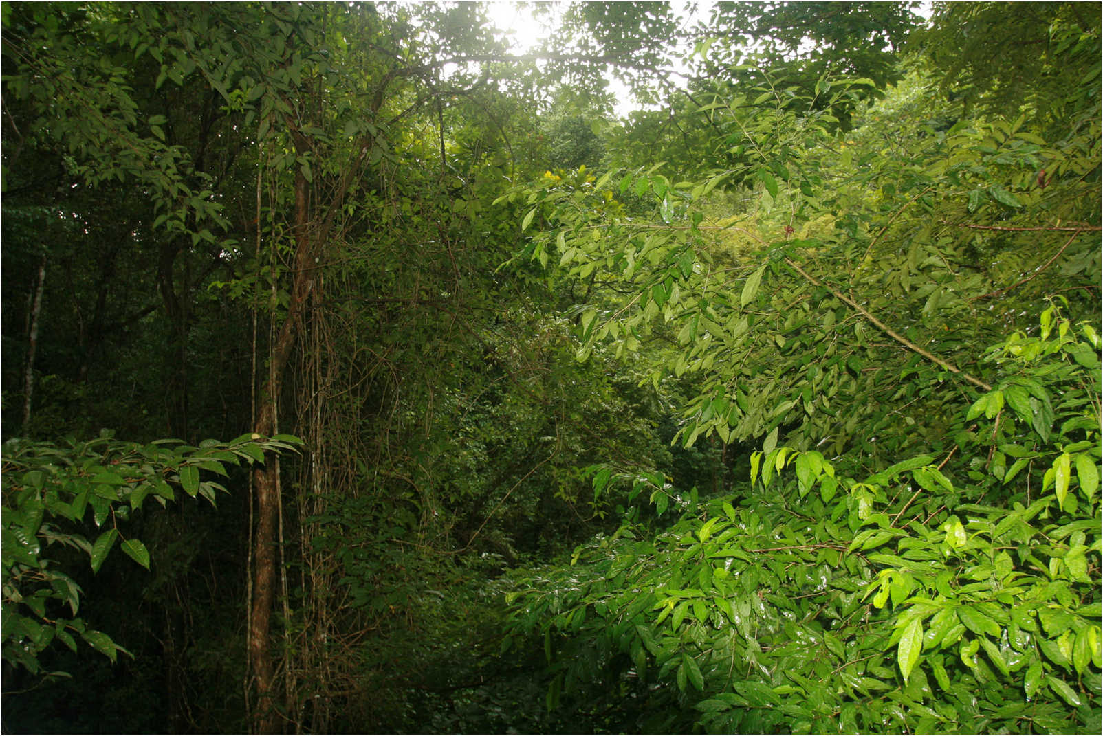 Puntarenas Suspension Bridges