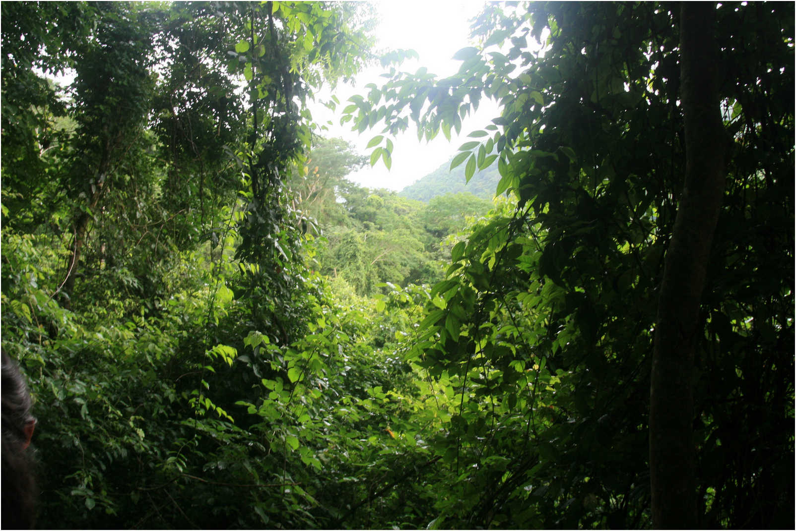 Puntarenas Suspension Bridges