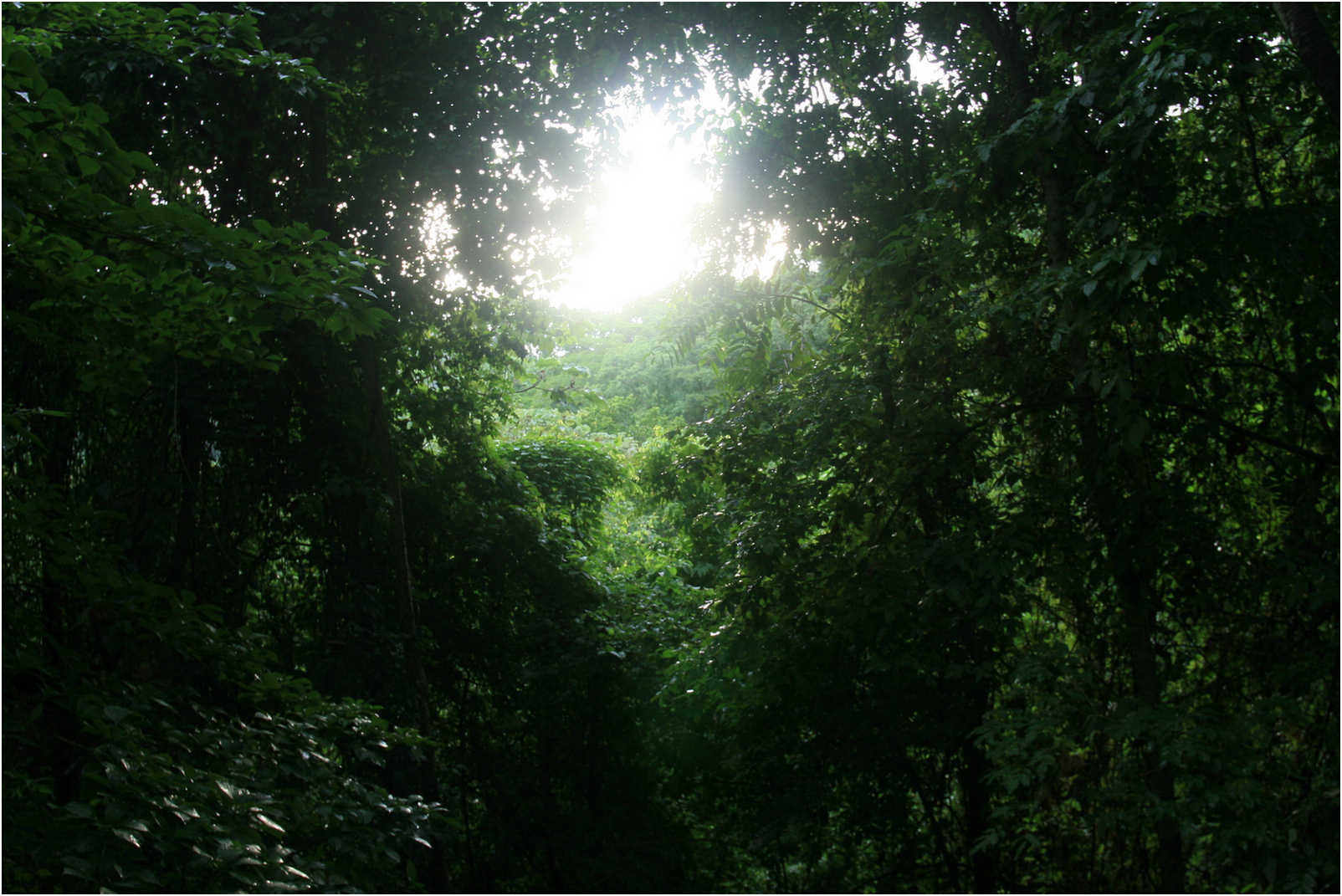 Puntarenas Suspension Bridges