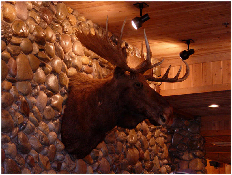 Da moose