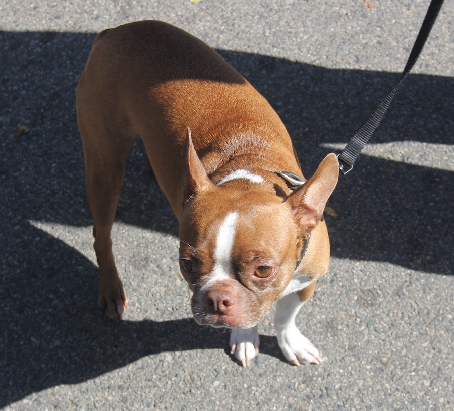 Seal Beach Car Show April 2014