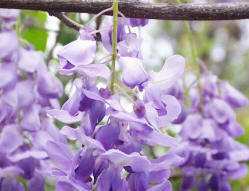 Wisteria - Meeting you means so much to me