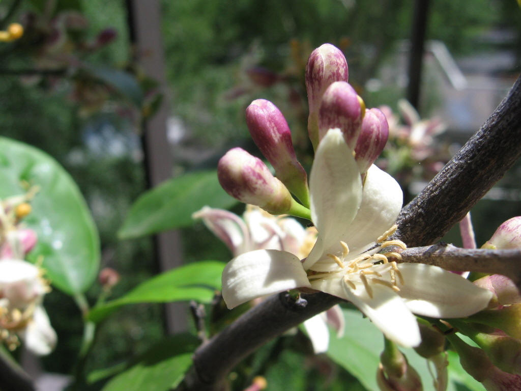 Lemon Blossoms