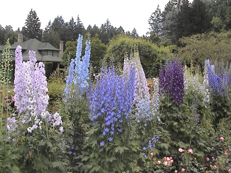 Butchart Gardens