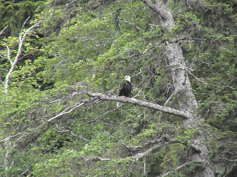 Ketchican Wildlife Cruise