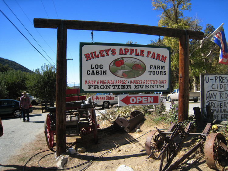 Apple Picking 2009