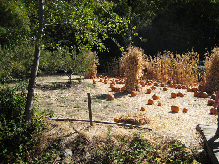 Apple Picking 2009