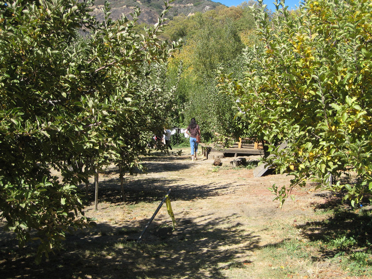 Apple Picking 2009