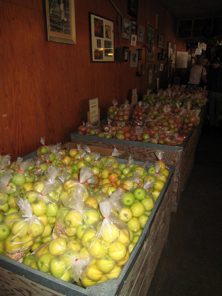 Apple Picking 2009