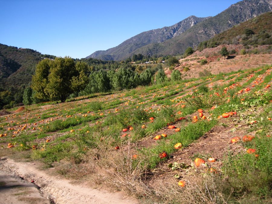 Apple picking at Oak Glen October 2011